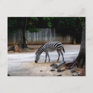Zebra Postcard