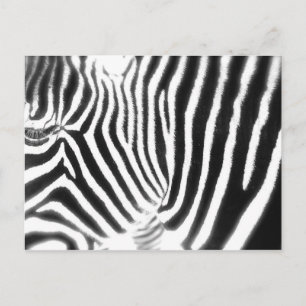 Zebra Postcard