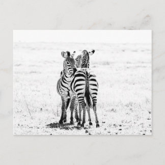 zebra  postcard