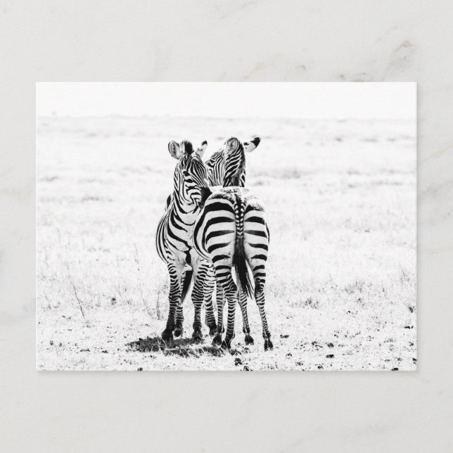 zebra  postcard (Front)