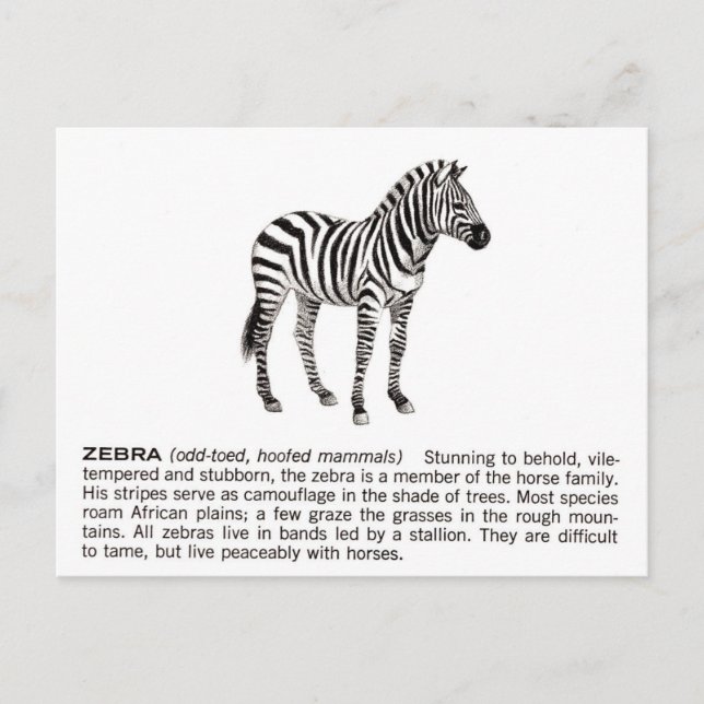 zebra postcard (Front)