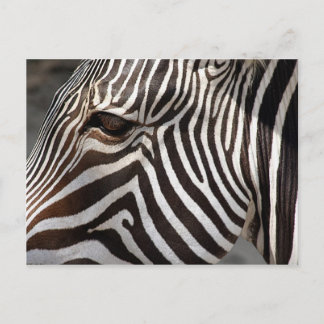 zebra postcard