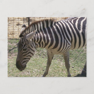 Zebra Postcard