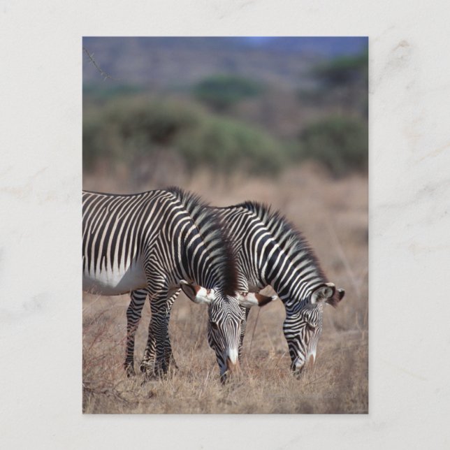 Zebra Postcard (Front)