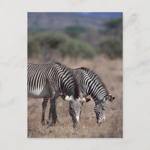 Zebra Postcard