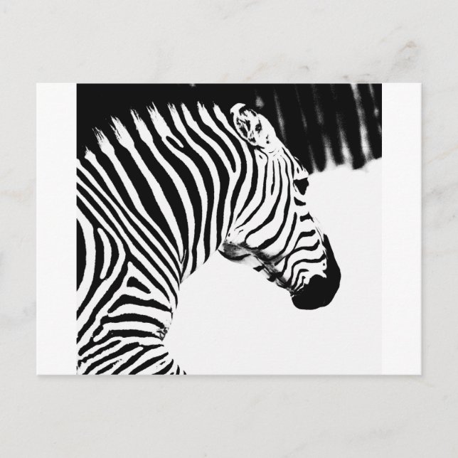 Zebra Postcard (Front)