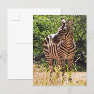 Zebra Postcard