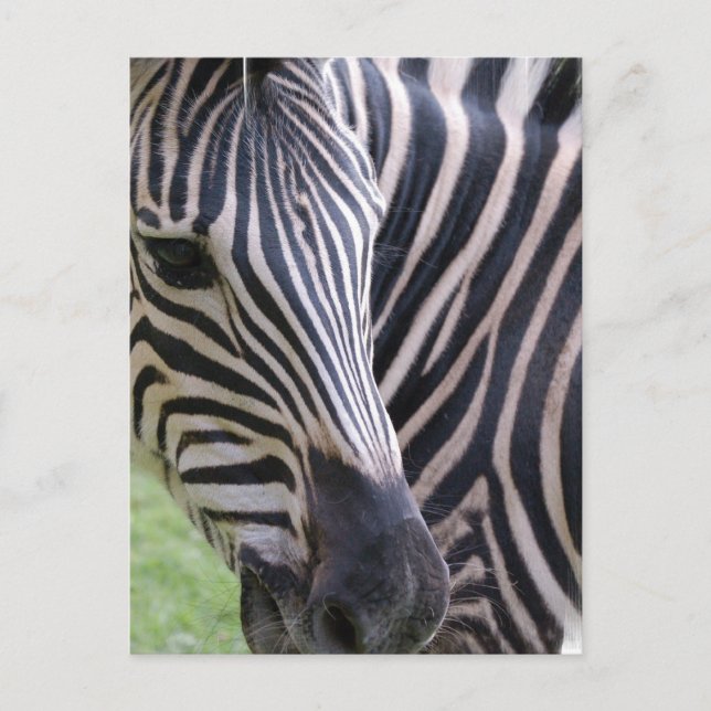 Zebra Postcard (Front)