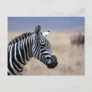 Zebra Postcard