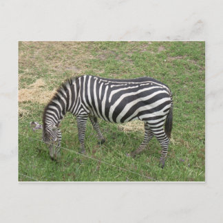 Zebra Postcard