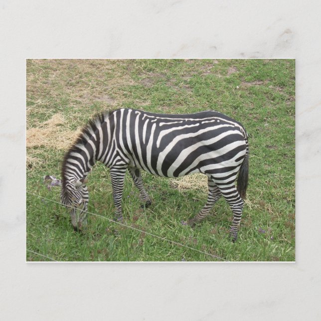 Zebra Postcard (Front)
