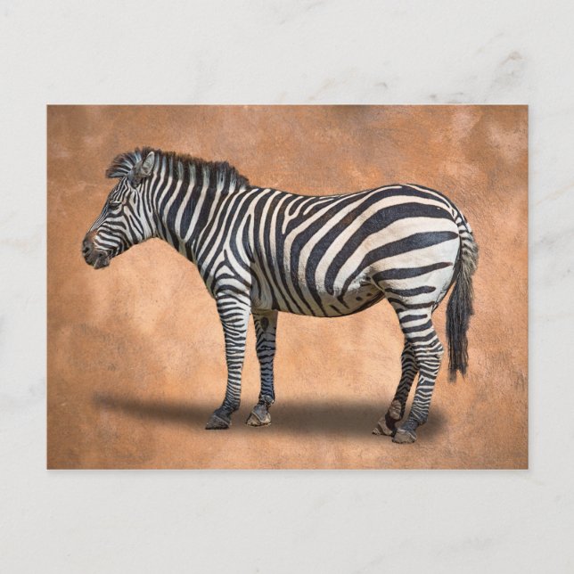 ZEBRA POSTCARD (Front)