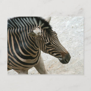 Zebra Postcard