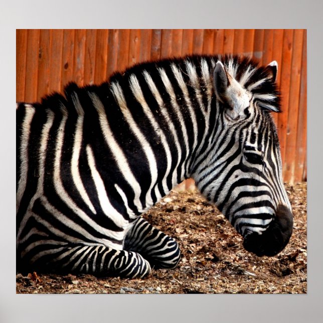 Zebra Poster (Front)