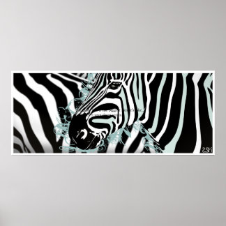 Zebra Poster