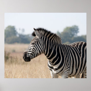 Zebra Poster