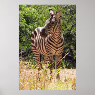 Zebra Poster