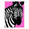 zebra.
