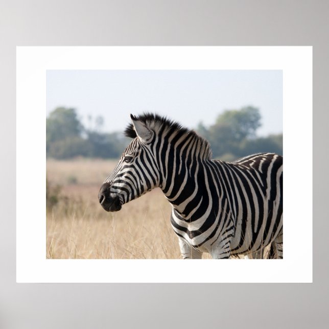Zebra Poster (Front)