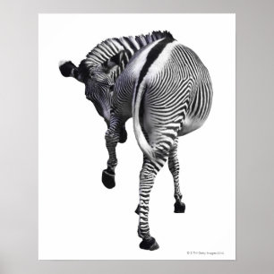 zebra poster