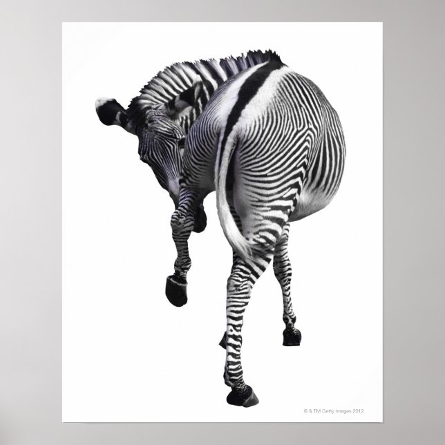 zebra poster (Front)