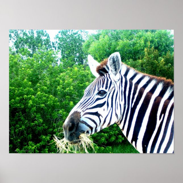 Zebra Poster (Front)