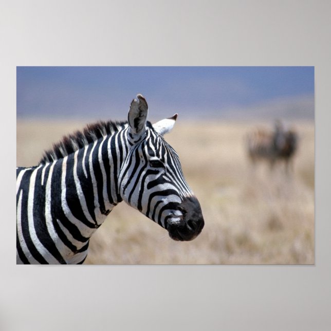 Zebra Poster (Front)