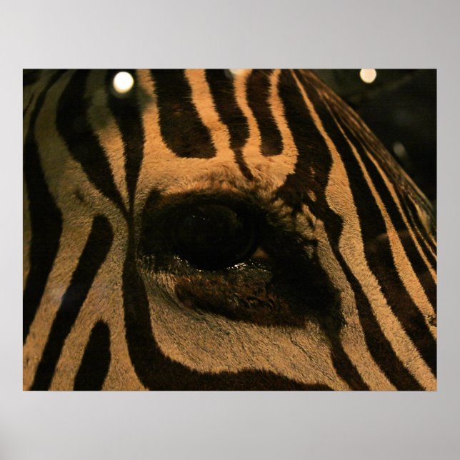 Zebra Poster (Front)