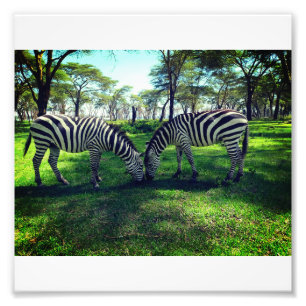Zebra Poster for Africa lovers