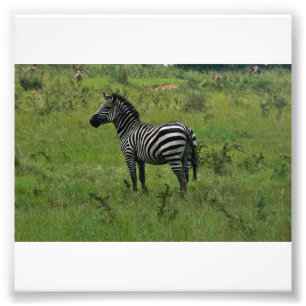 Zebra Print