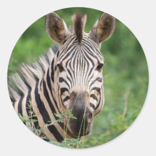 Zebra profile classic round sticker