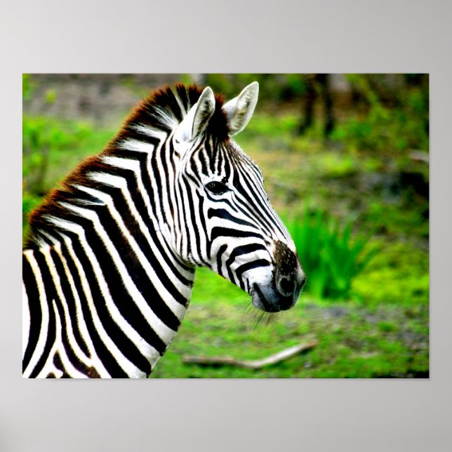 Zebra profile Poster (Front)