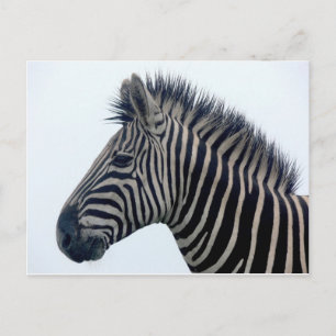 Zebra Safari Cute African Classy Stripes Postcard