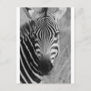 Zebra Safari Cute African Classy Stripes Postcard