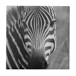 Zebra Safari Cute African Classy Stripes Tile