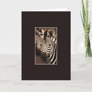 Zebra safari greeting cards
