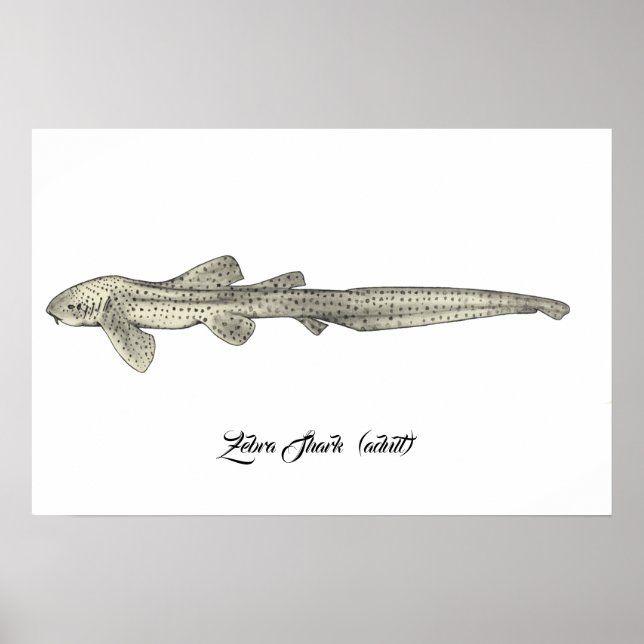 Zebra Shark  [Adult] Poster (Front)