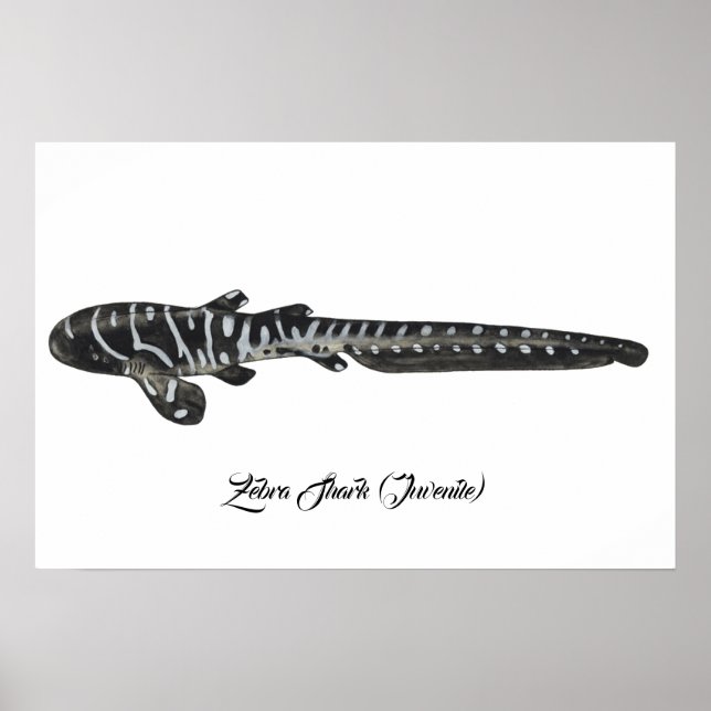 Zebra Shark (Juvenile) Poster (Front)