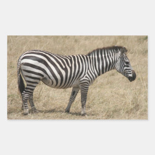 zebra short rectangular sticker
