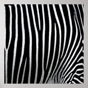 Zebra Skin Poster