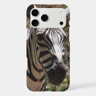 zebra smiles