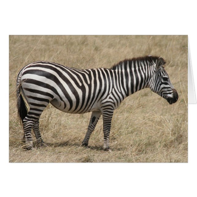 zebra stand (Front Horizontal)