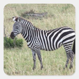 zebra stand square sticker