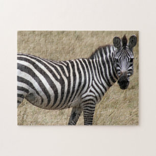 zebra stare jigsaw puzzle