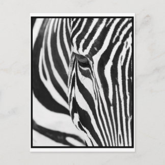 Zebra Stare Postcard