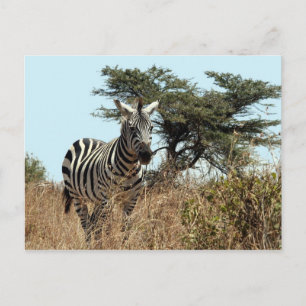 zebra stare postcard