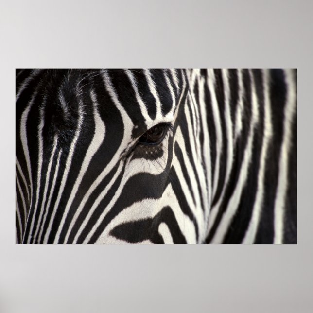 Zebra Stripe Pattern & Eye Poster (Front)