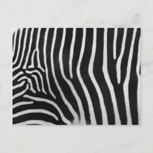Zebra Stripe Pattern Postcard