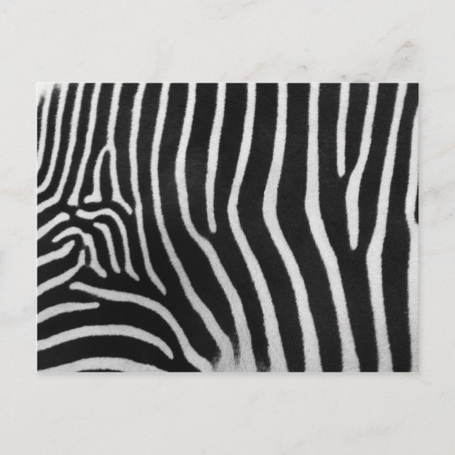 Zebra Stripe Pattern Postcard (Front)