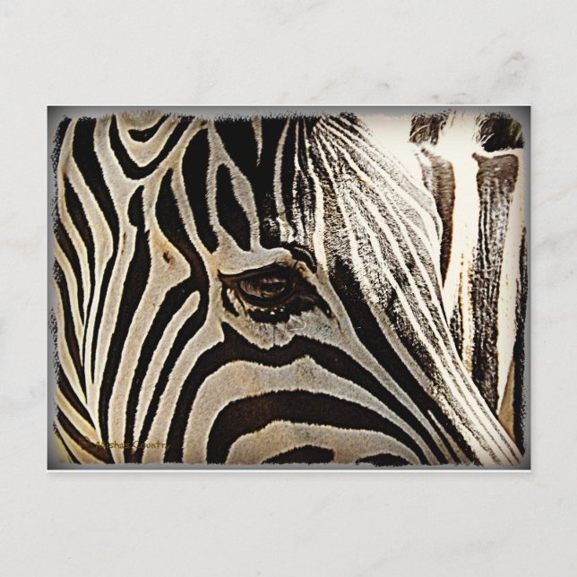 Zebra "Stripes" Postcard (Front)